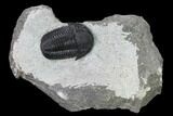 Detailed Gerastos Trilobite Fossil - Morocco #164744-1